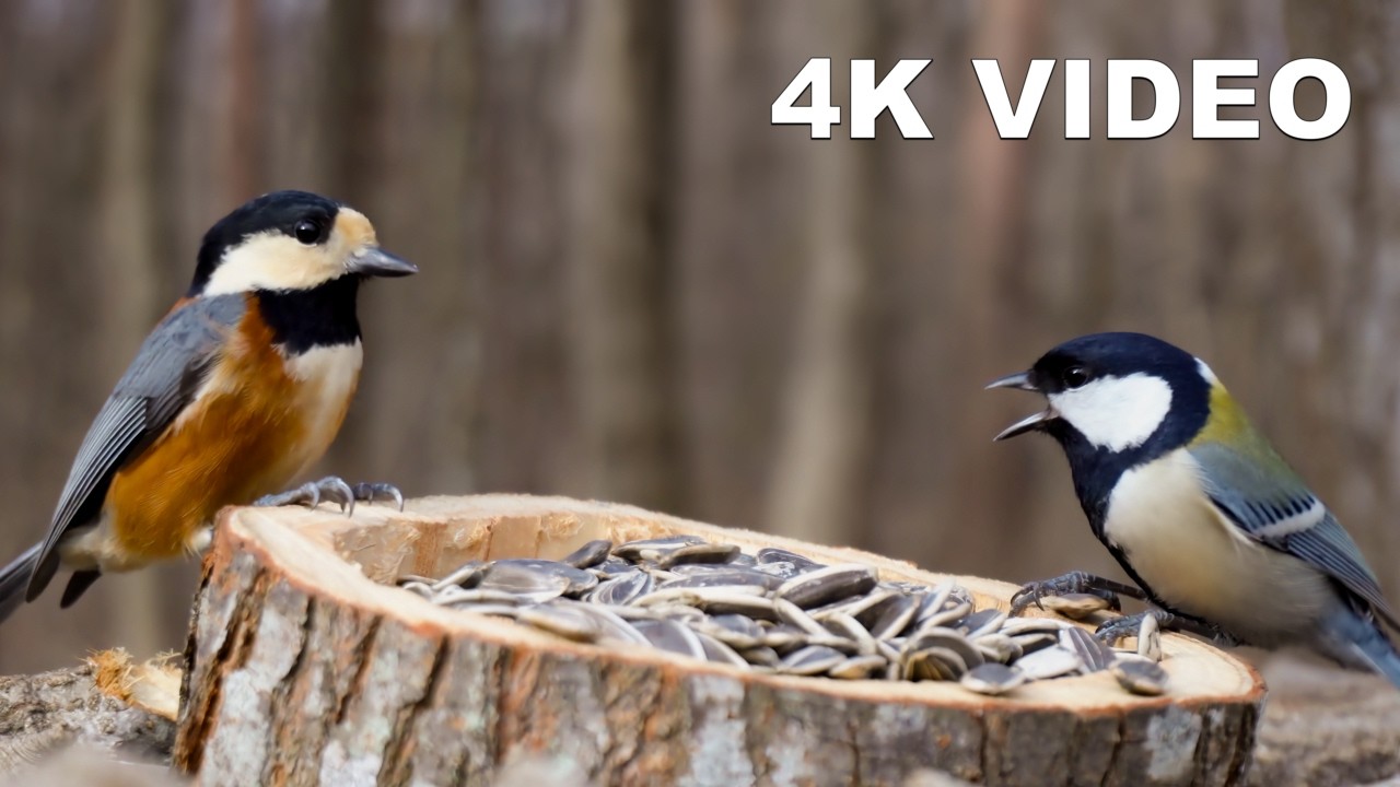 Spring Serenade: Vibrant Forest Birdsong in 4K UHD | Virtual Window ASMR