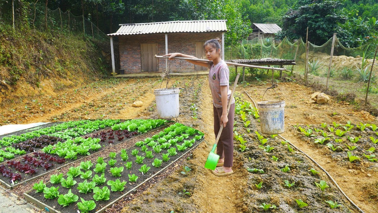 Winter vegetable care, watering and fertilizing - Bàn thị ly building a new life