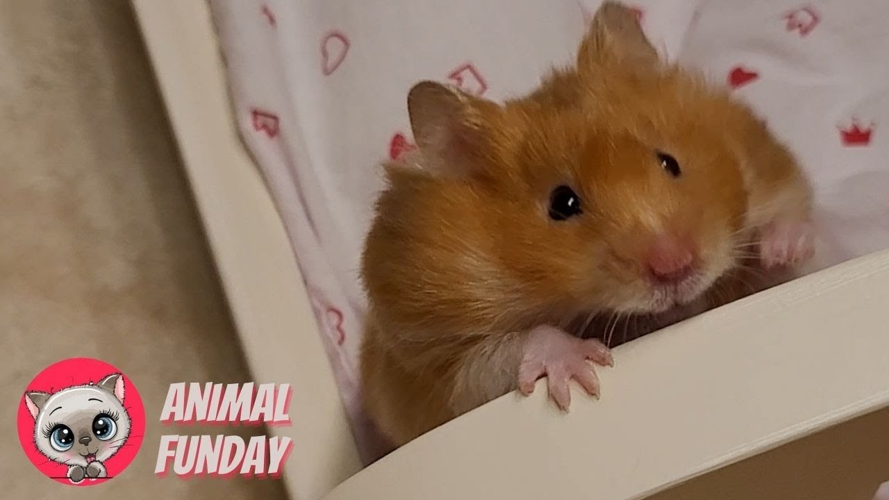 Hamster Bed Time 🐹🛏️ Animal Funday
