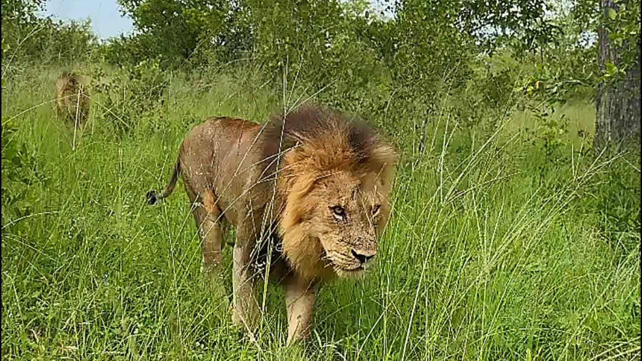 Kambula Male Lions after fight with Plains Camp Male Lions Today | Mapogos Great Grandsons