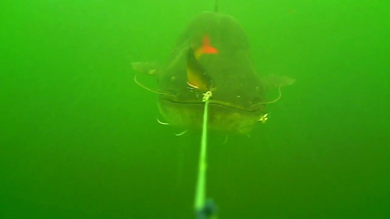 Huge Wels Catfish underwater attack!!