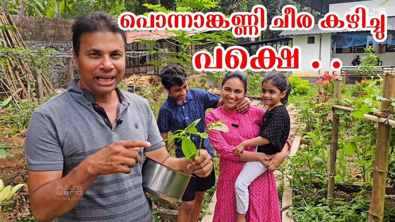പൊന്നാങ്കണ്ണി ചീര കഴിച്ചാൽ പകൽ ചന്ദ്രനെ കാണാം.../Family vlog /Thoran/Ponnankanni cheera /AJU'S WORLD