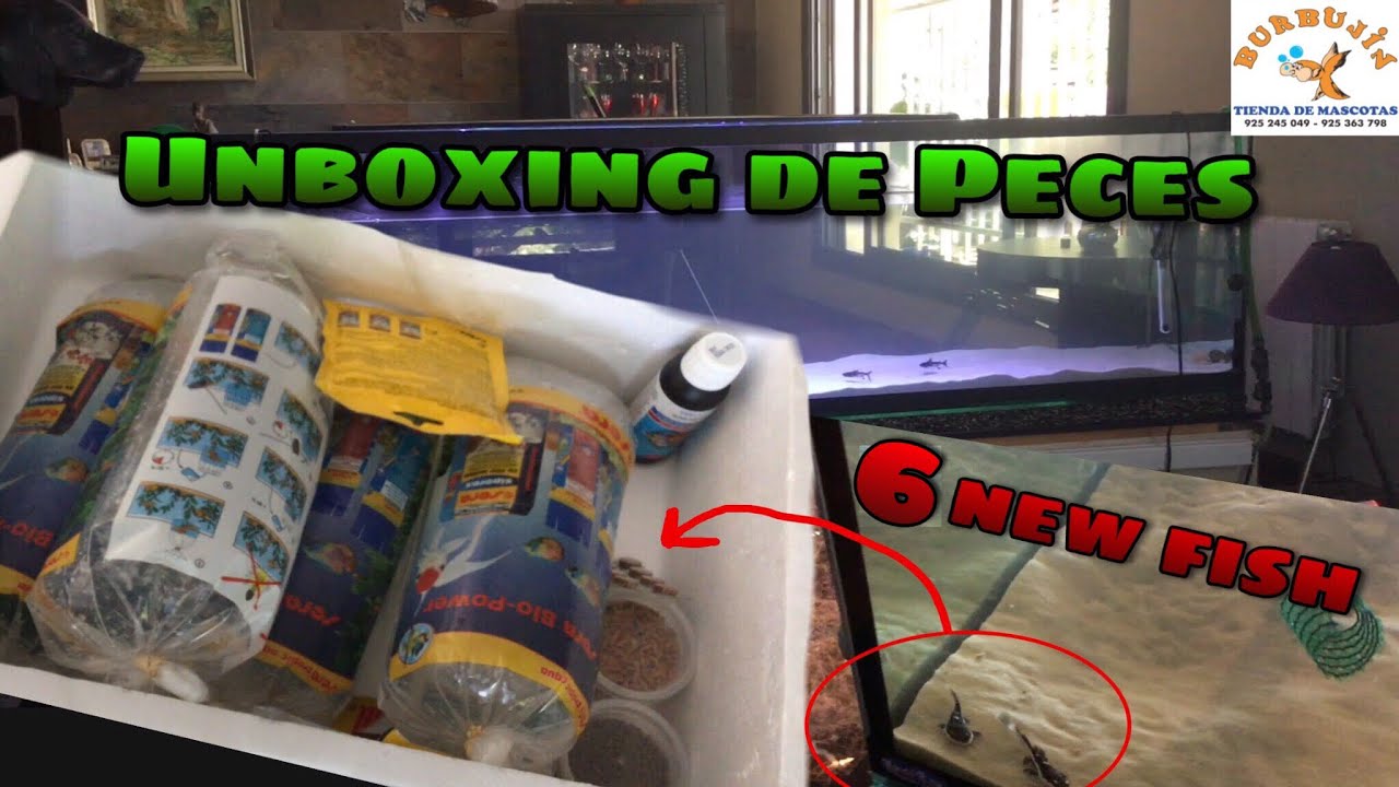 Unboxing de peces de la tienda Burbujin Illasecas / Alex Nature Channel