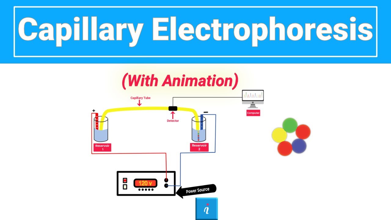 Capillary Electrophoresis (with animation)