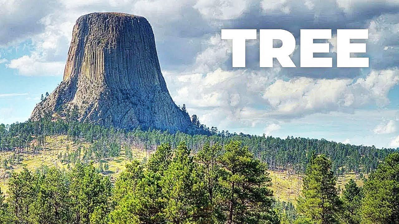 The Biggest Trees in the World ! How big it could be ?!