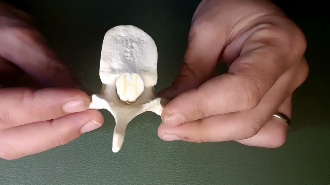 ANATOMIA - ARTICOLAZIONI COLONNA VERTEBRALE - LABORATORIO