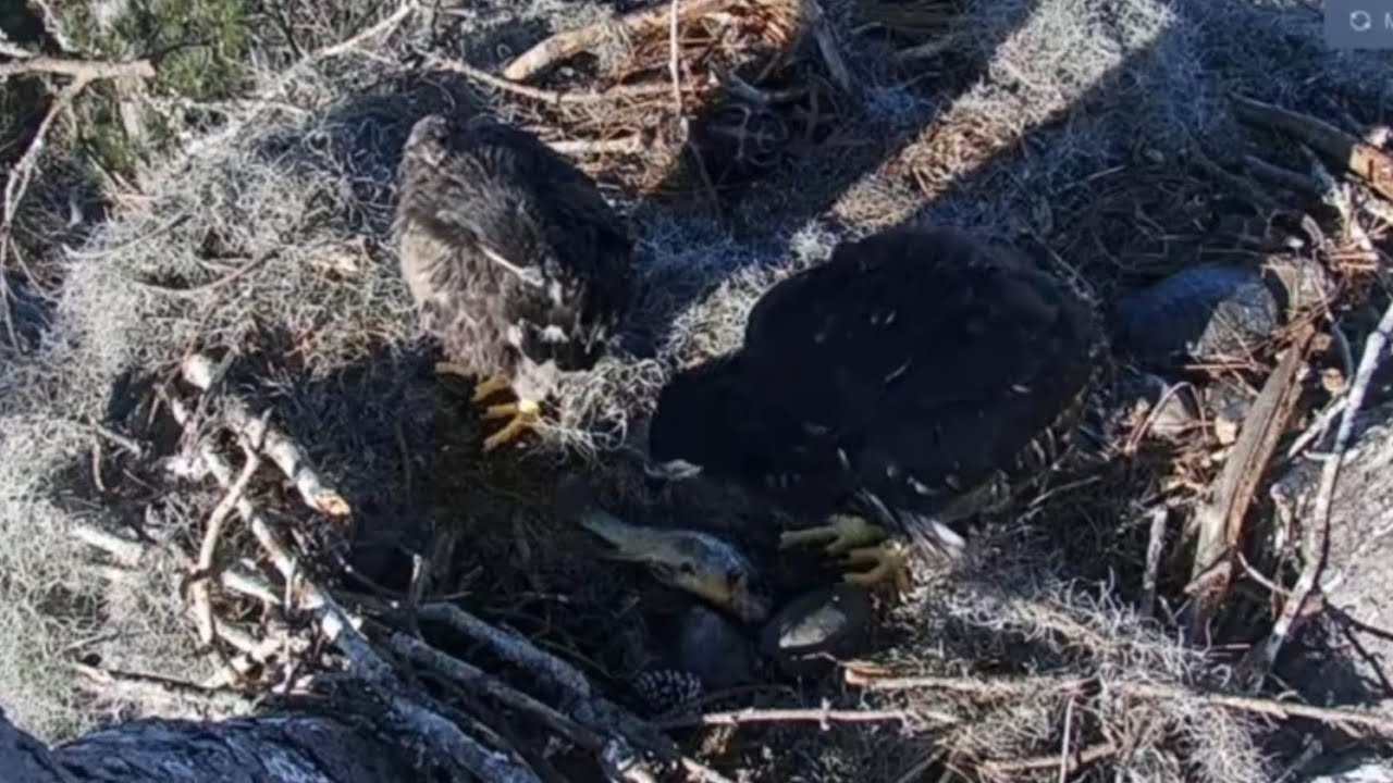 Big eaglet takes fish and goes for self feeding | Kisatchie National Forest E-1 | Mar 13, 26