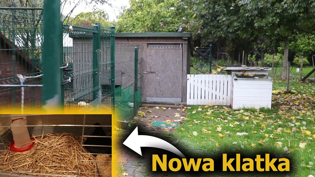 Serama w nowej klatce
