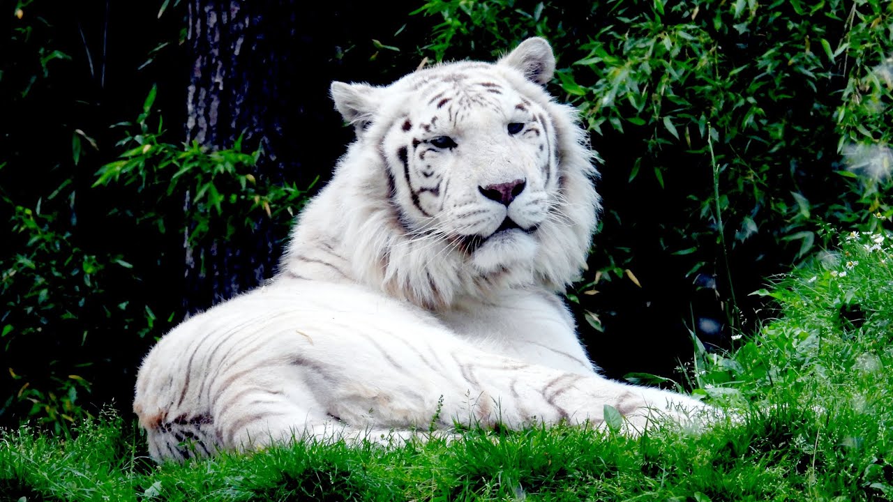 Zoo La Fleche.