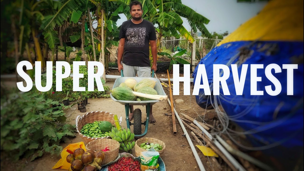 Lockdown  super harvest ! Update on 5 layer farming.