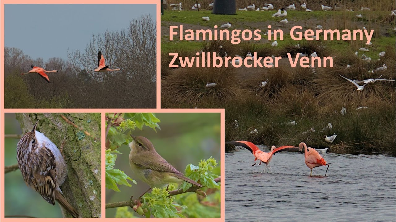 Flamingos in Germany: Zwillbrocker Venn