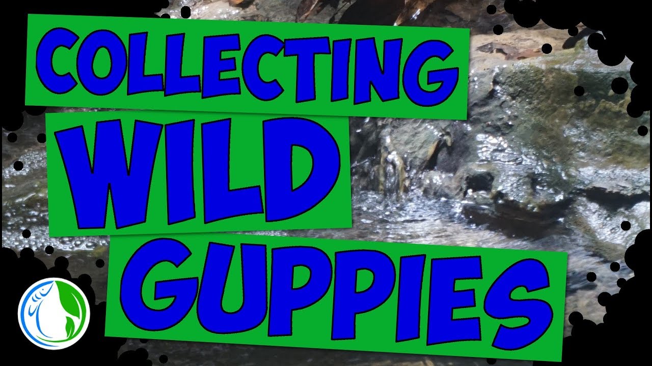 CATCHING LOCAL NATIVE AND WILD GUPPIES - Collecting For You!!! 🐟💦