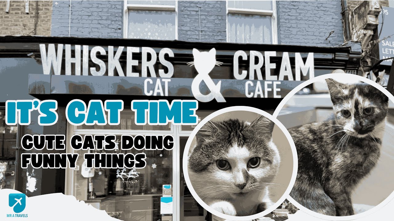 Discover London&rsquo;s Whiskers and Cream Cat Cafe: A Purr-fect Experience!