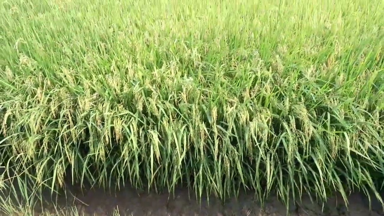 Lúa vụ đông xuân quá trúng _Bón kali_ Phun thuốc kali chắc hạt _quản lý nước cho No hạt lúa tới cắt