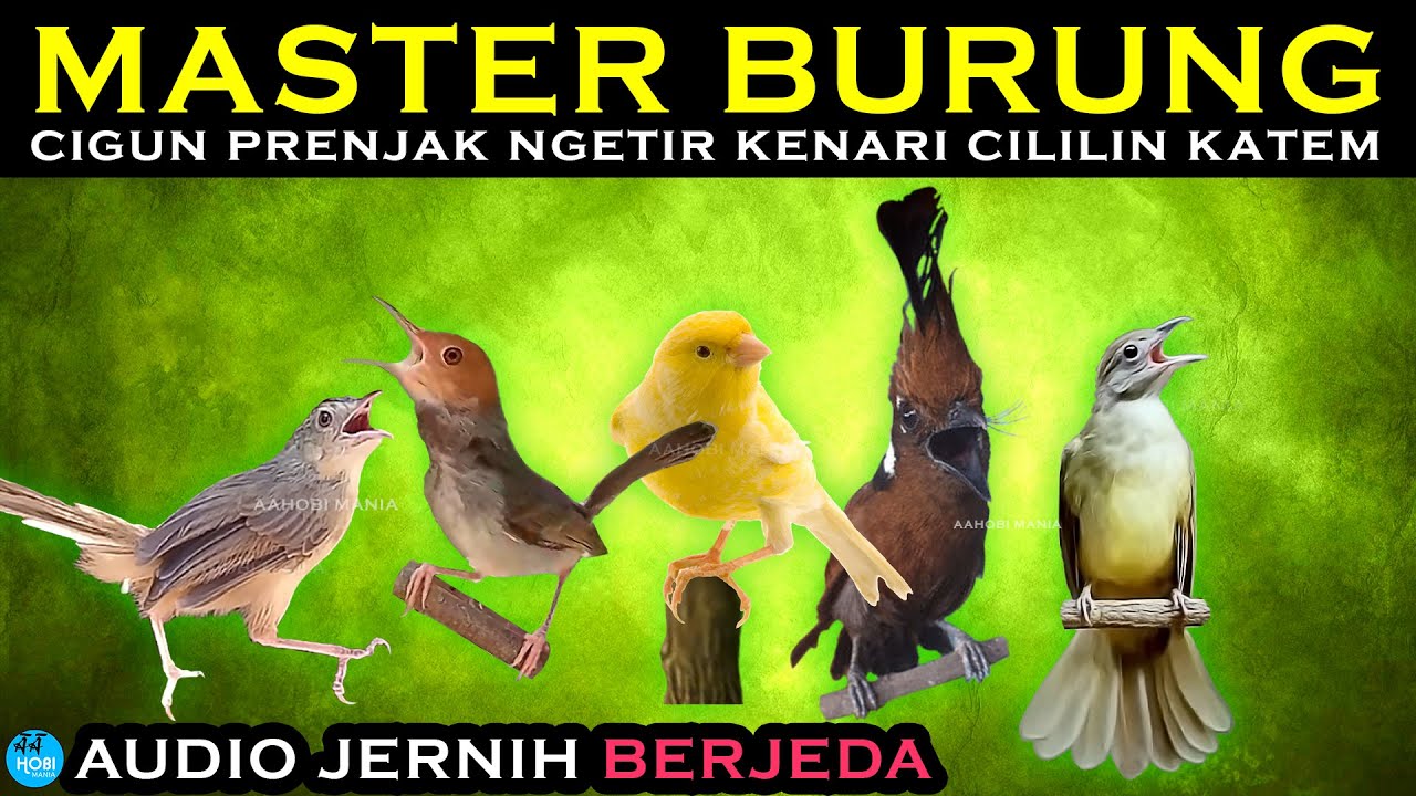MASTER BERJEDA AUDIO JERNIH | cigun, prenjak ngetir, kenari, cililin, katem