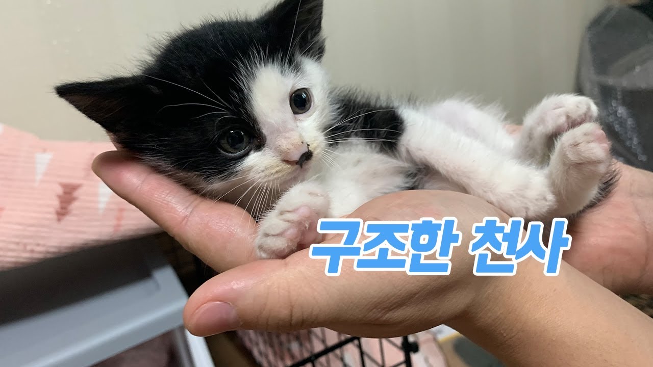 무너지는 재개발지역에서 아기고양이 구조 후 임보중입니다 rescue kitten