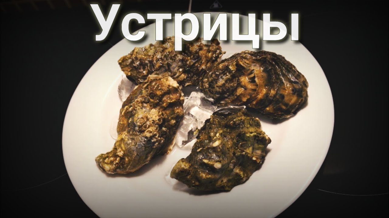 Устрицы интересные факты про устриц как они растут и как их кушать