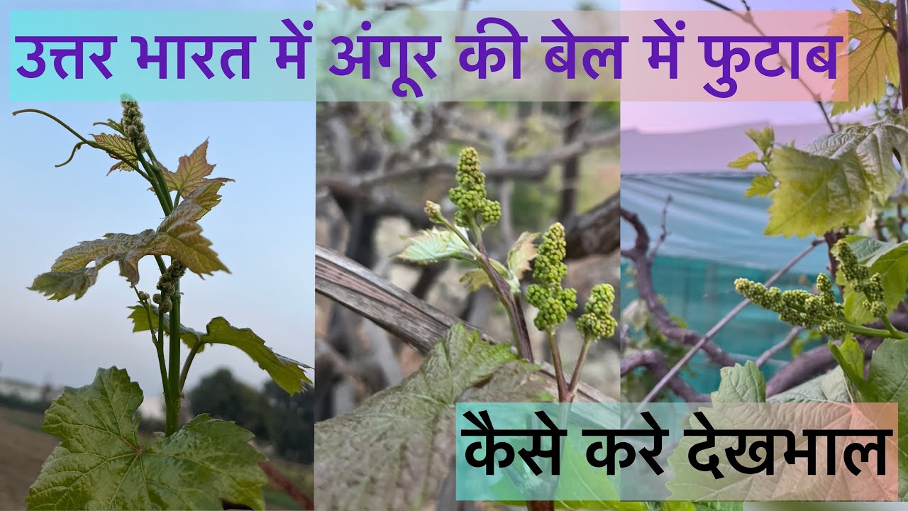 9.अंगूर की बेलों में फुटाब आ गया 👍 अब क्या करना है वीडियो को पूरा देखे 👌
