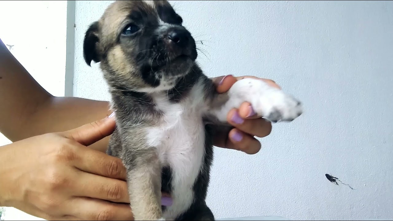 Filhotes de Vira Lata com Fila.