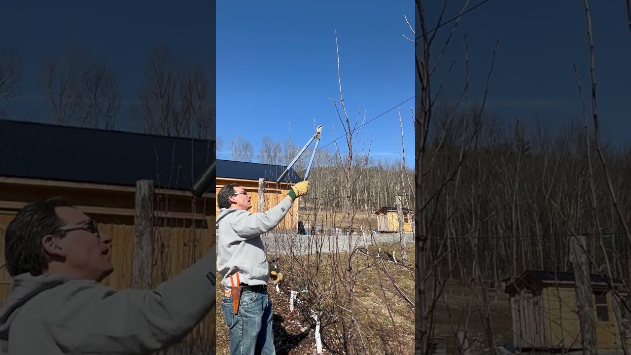 Pruning Harrison on B.9