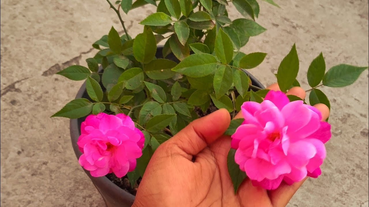 🔴-Live Chhat per sare colours ke 🌺 flowers 🌹🌺