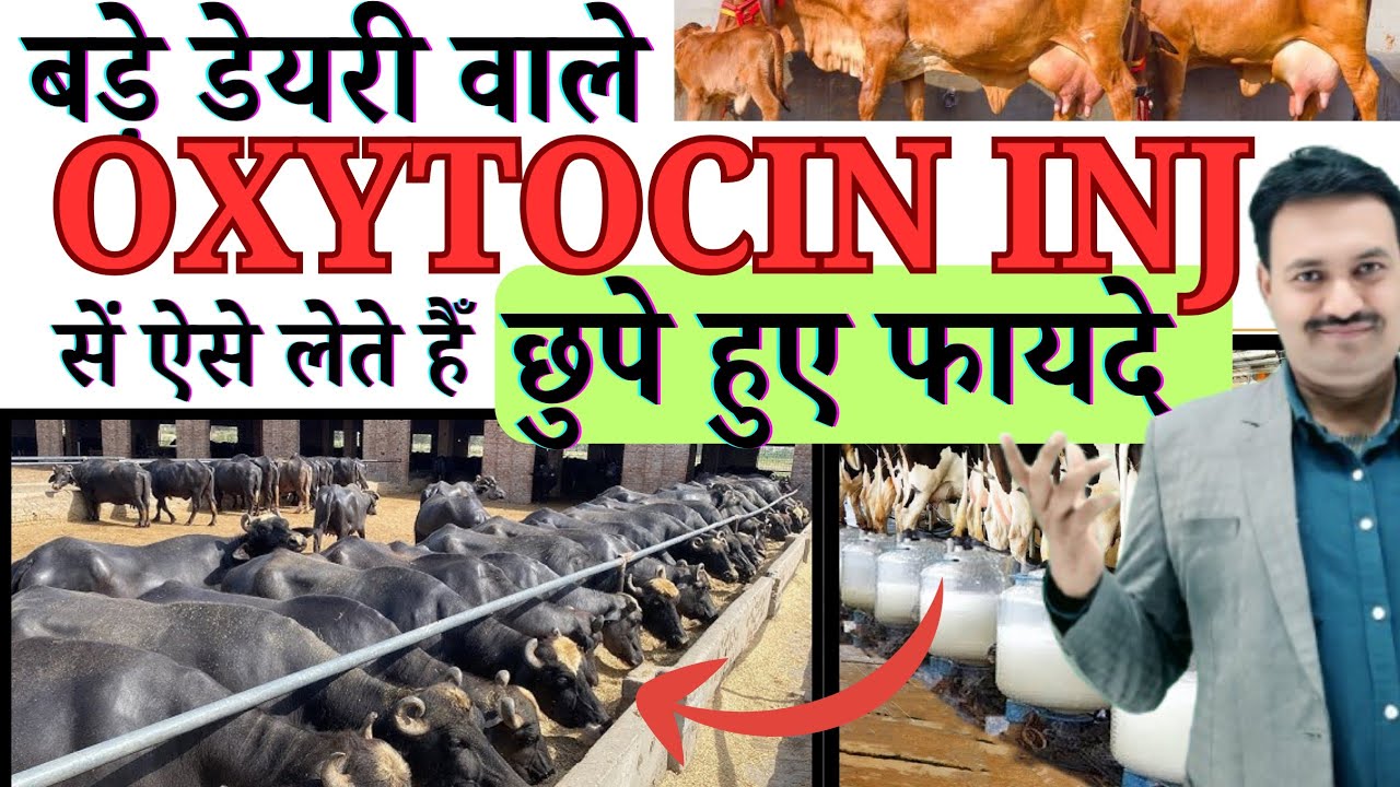 बड़े डेयरी वाले OXYTOCIN INJ सें ऐसे लेते हैँ छुपे हुए फायदे 😇 Oxytocin Injection Uses