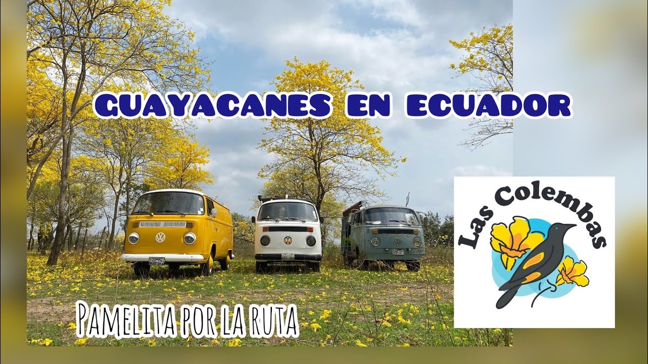 FLORECIMIENTO GUAYACANES … || “Las Colembas”, Colimes- Ecuador….