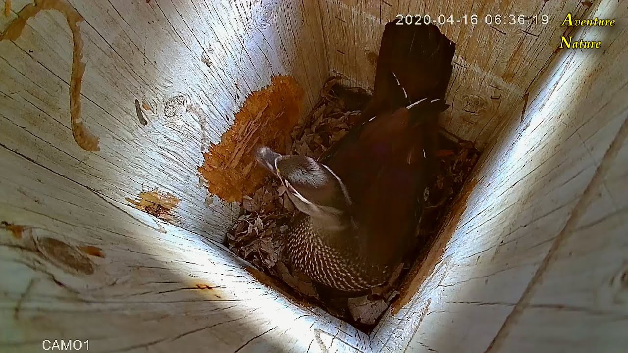 La Femelle Du Canard Branchu Reviens Dans Le Nichoir Pondre Un Oeuf Regardez / Aventure Nature
