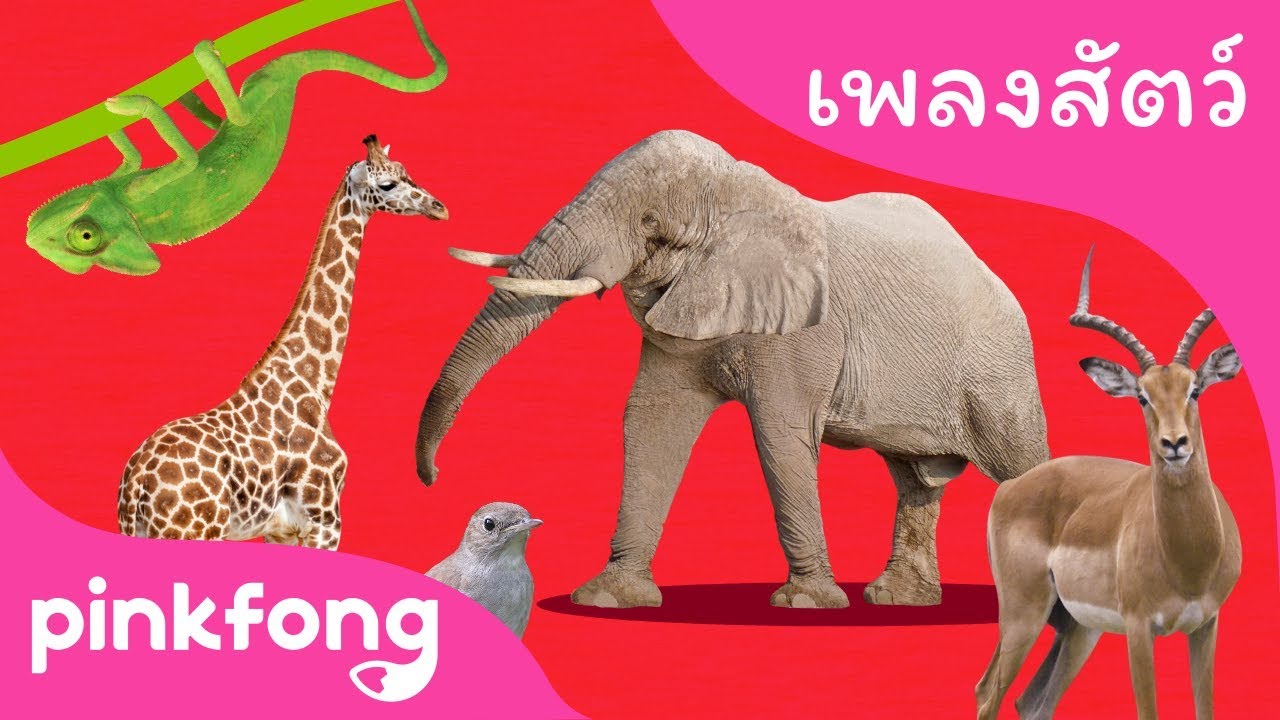 รถไฟสัตว์ ABC | เพลงสัตว์ | พิ้งฟอง(Pinkfong) เพลงและนิทาน