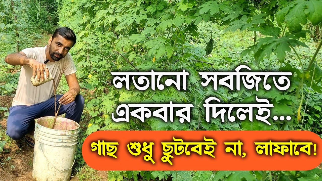 এই তরল সার লতানো সবজিতে ব্যবহার করলে গাছ ছুটবে,চেহারা দীর্ঘদিন ভালো রাখবে,প্রচুর পরিমাণে ফুল ফল আসবে