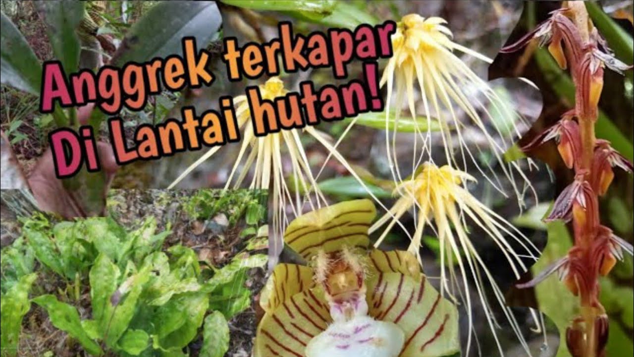 Habitat anggrek hutan kalimantan||Rosid Orchid. #Anggrekhutan #Anggreklangka #Spesieskalimantan