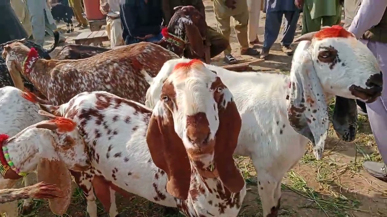 Top milk producing at Dunyapur Bakra Mandi Live imported goats 