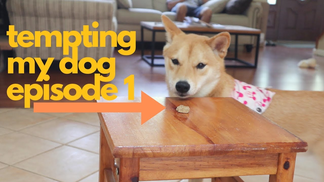 Will She Steal the Treat? Tempting my Shiba Inu. | EPISODE 1