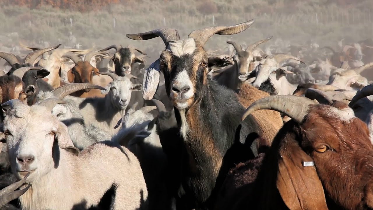 Meet the Best Front-Line Workers in Fire Prevention: Goats