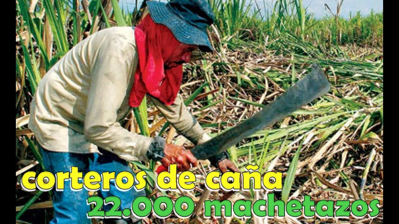 CORTEROS DE CA&Ntilde;A DE AZ&Uacute;CAR (22.000) MACHETAZOS