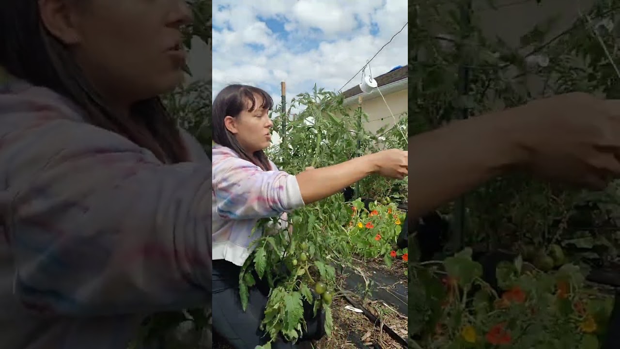 how to support huge tomatoes - tomato hook system to maximize production