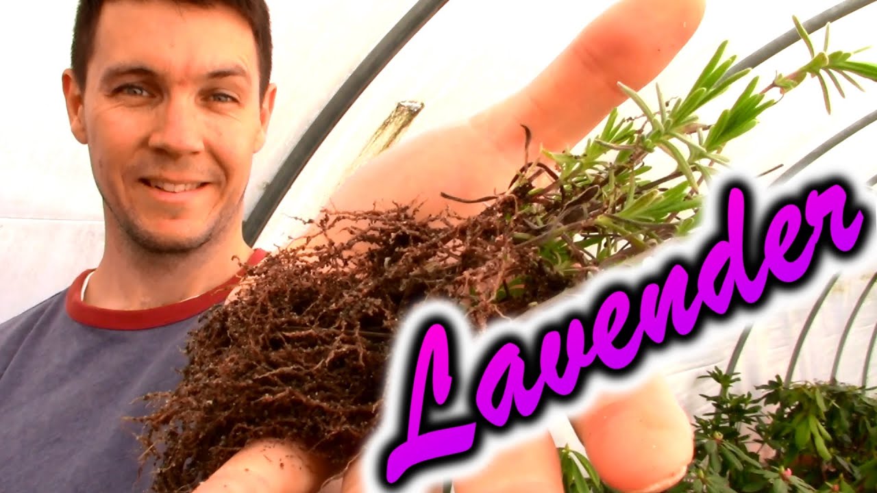 How to Grow Lavender Plants from Cuttings (Part 2) Growing, Pruning, and Shaping our Lavender Plants