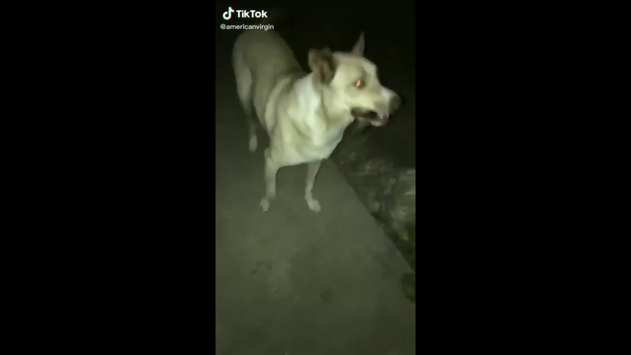 Dog holding sword with zacian and zamazenta theme