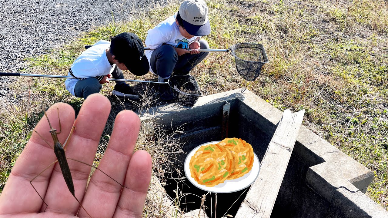 希少なミズカマキリ登場！用水路の小さなマスもやばかった！￼