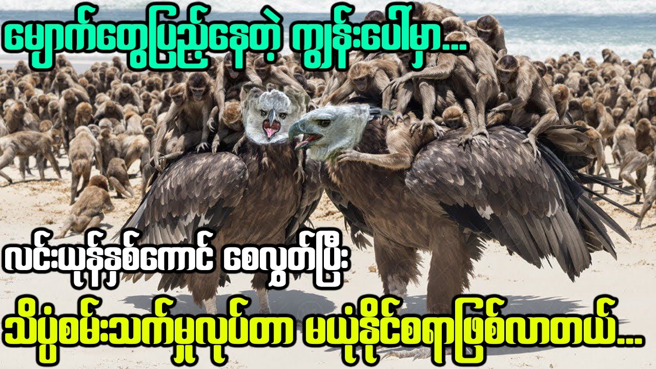 မျောက်မျိုးစိတ်ပေါင်းစုံနေတဲ့ ကျွန်းပေါ်မှာလင်းယုန်နှစ်ကောင်စေလွှတ်ပြီးနောက် နှစ်ပေါင်း(၁၀၀)ကြာသော်!