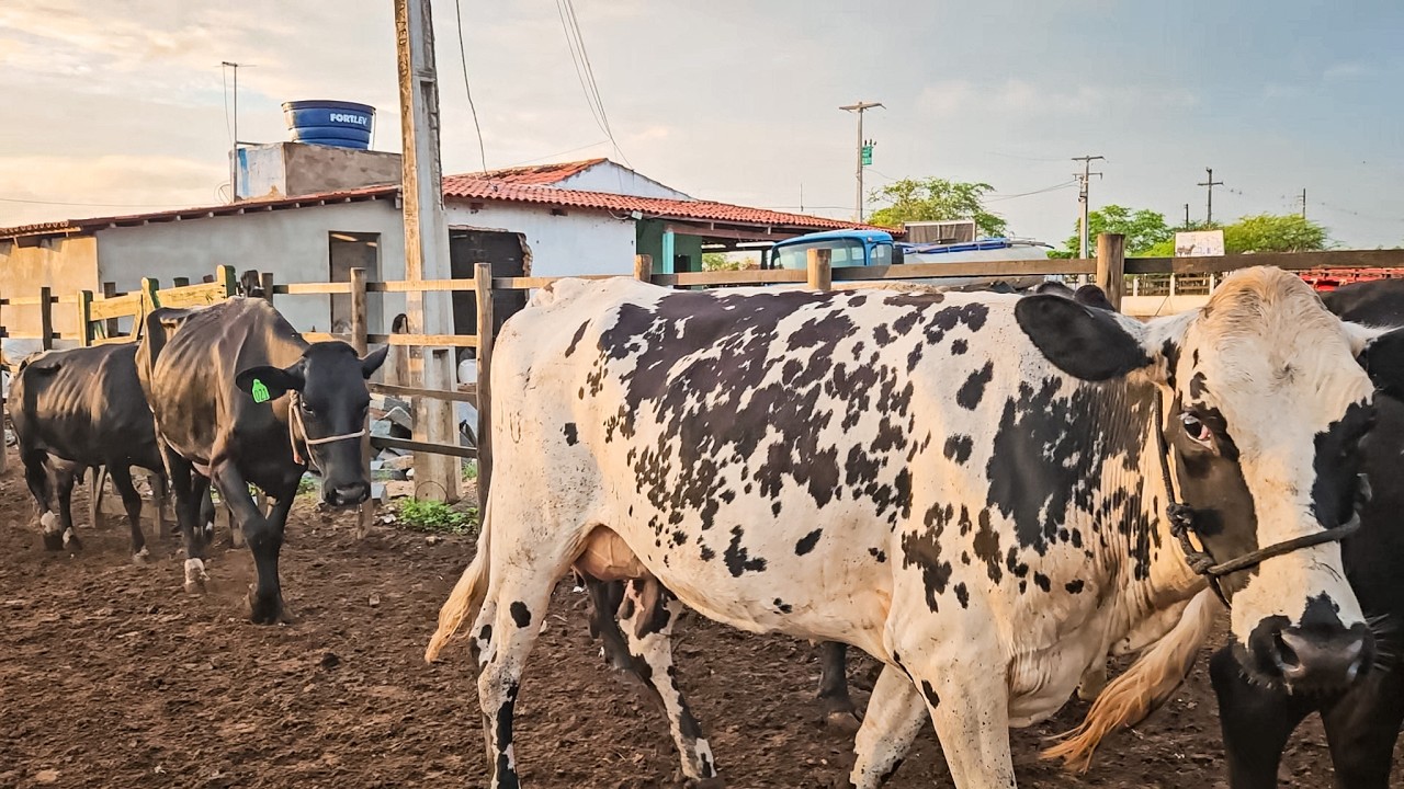 NOVILHAS JÁ DANDO 25 LITROS DE LEITE POR DIA, FAZENDA ZÉ DE DANDA EM CACHOEIRINHA PE!!