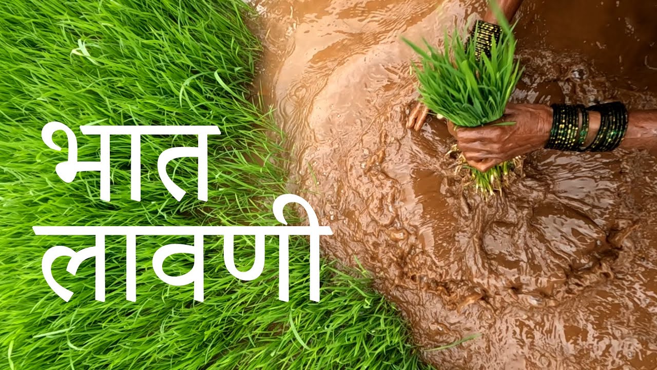 Bhat lavani | Bhat Sheti | Vlog 16 | Camp on Hills | भातशेती । भात लावणी | Lifestyle with Raanvata