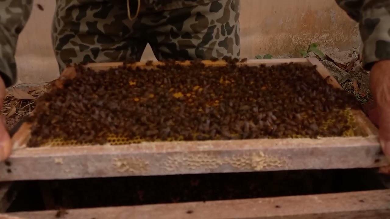 • Dangerous Hive Inspection – Bees Turn Aggressive!