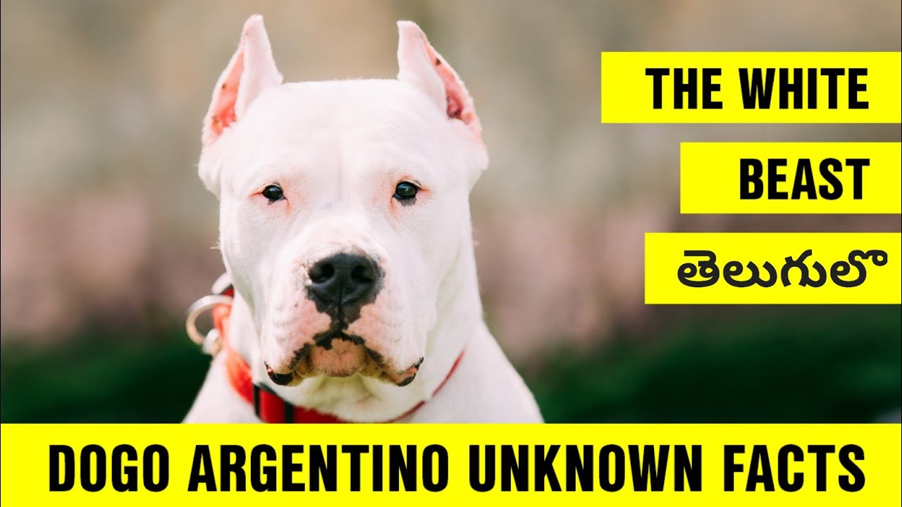 Dogo Argentino Unknown Facts తెలుగులొ | Pets TV Telugu