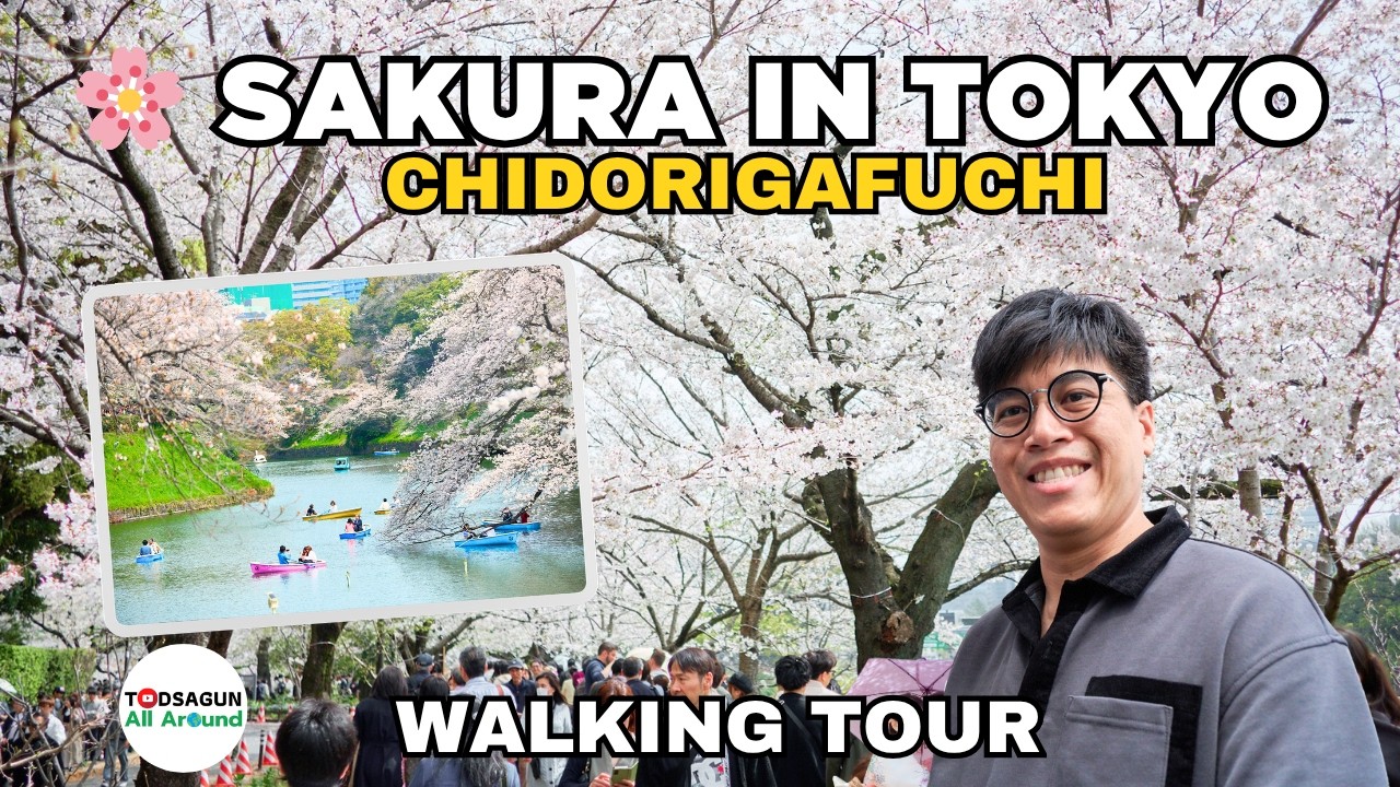 Japan 2024 : Cherry Blossom Festival at Chidorigafuchi Park Tokyo | Walking Tour
