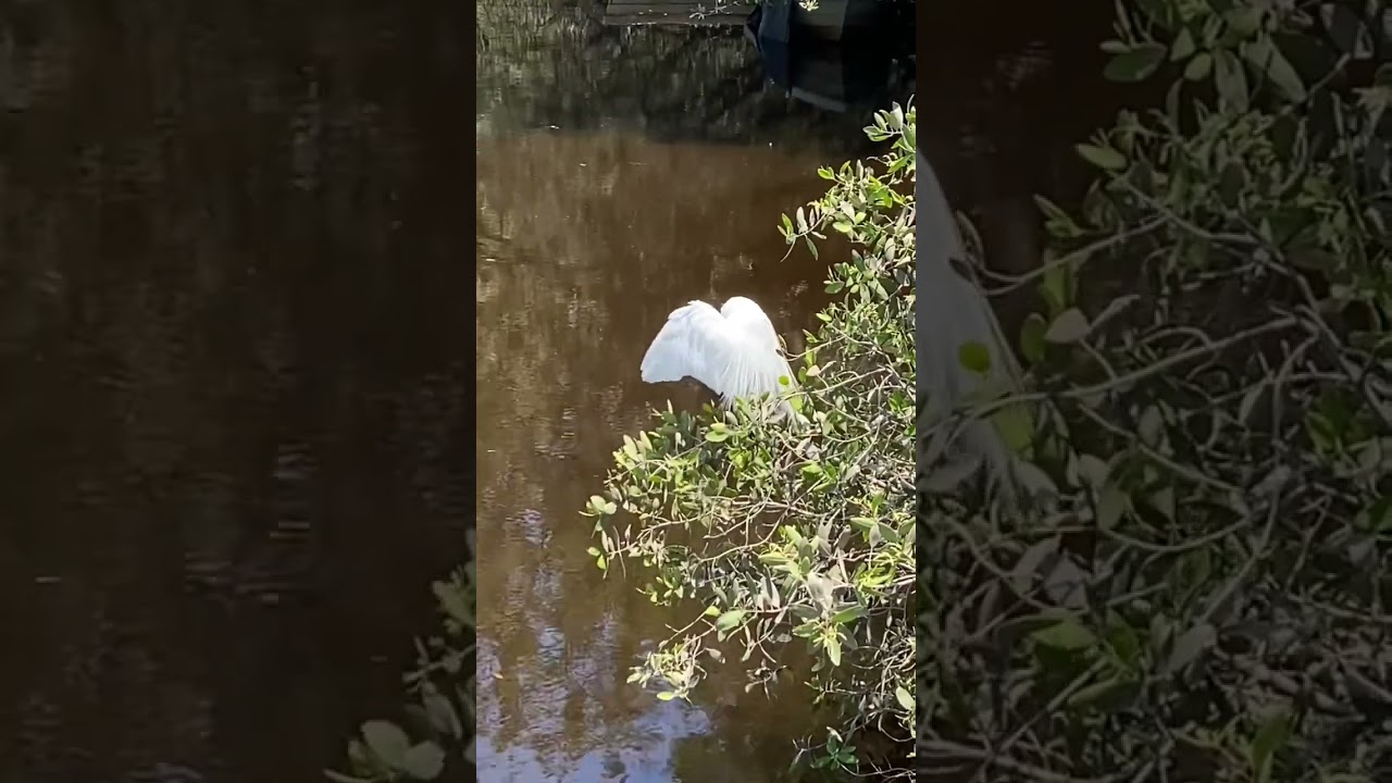 Большая белая цапля / Great white heron #heron #цапля