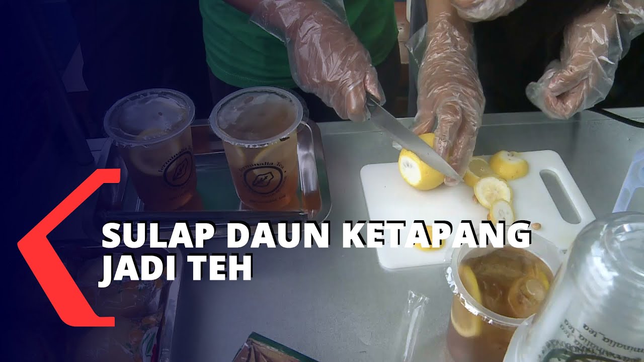 Manfaatkan Daun Ketapang Jadi Minuman Teh yang Menyehatkan