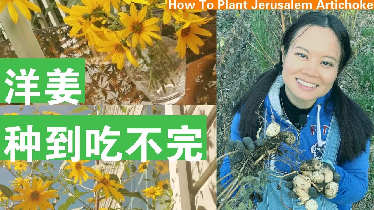 [ENG SUB] 洋姜种植全解，种到吃不完！ Easy Ways To Plant Jerusalem Artichoke