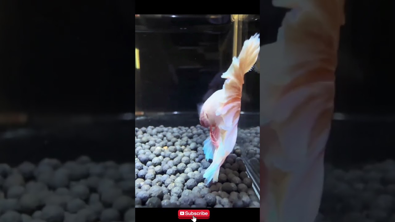 Bettafish💗🐟#bettafish#bettalife#bettacolour#bettabreeding #bettaaquarium