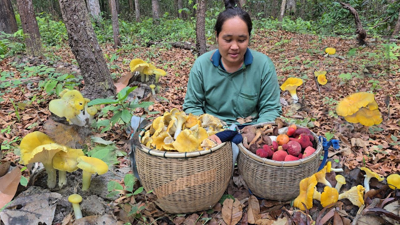 เก็บเห็ดมันปูใหญ่ เห็ดผึ้งแดงขาลาย เห็ดรวมหลายชนิดในหมายเดียว ลุ้นความหมานสนุกวันนี้!! 16 พ.ค 2568